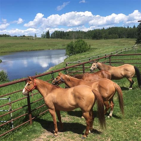 Season 11 | Horse life, Heartland, Heartland ranch