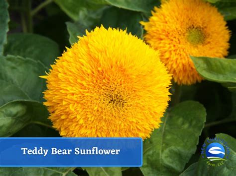 Teddy Bear Sunflower Seeds - Etsy