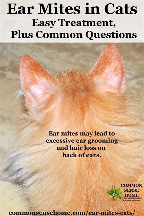 cat ear mites Ear mites cats hair loss cat treatment ears easy common questions plus mite fur ...