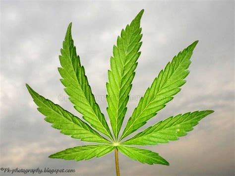 Marijuana Leaf | Nature, Cultural, and Travel Photography Blog