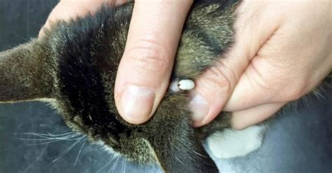 Tick-borne diseases in cats | Vet Times