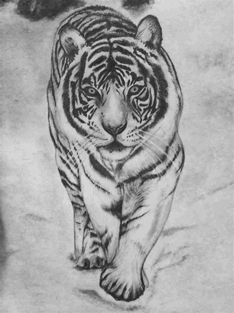 Tiger Pencil Drawing Images at PaintingValley.com | Explore collection of Tiger Pencil Drawing ...