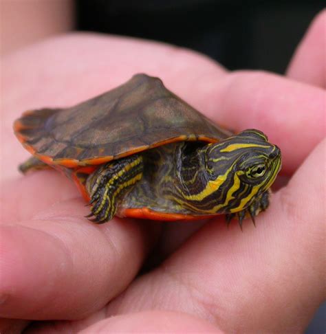 The Alabama state reptile is the Red-Bellied Turtle (shown here is a ...