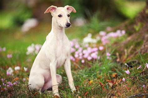 Whippet Dog Breed Profile