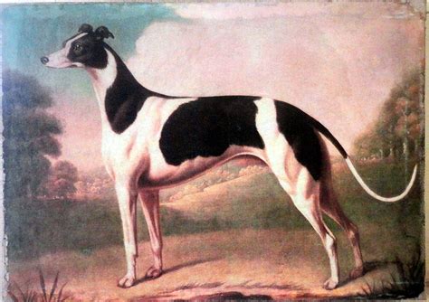 Greyhound Dog Breed History, Characteristics & Basic Facts