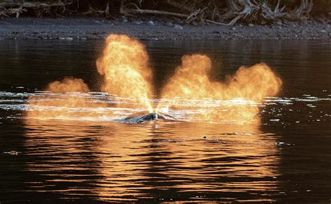 Whale of a Sunset Photograph by Shari Sommerfeld - Fine Art America