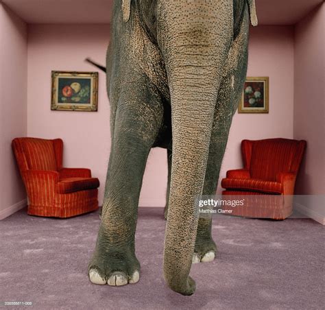 Asian Elephant In Living Room High-Res Stock Photo - Getty Images