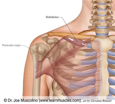 Subclavius - Learn Muscles