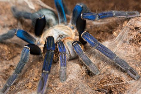 Tarantula Habitat: Where Do Tarantulas Live? - A-Z Animals