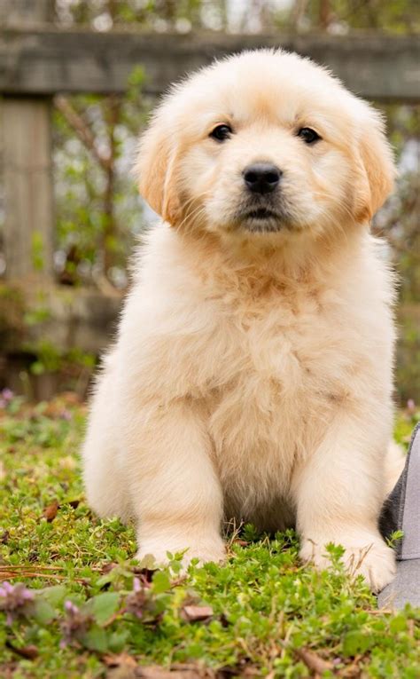 Golden Retriever Pupplies for Sale | Atlanta | Cartersville, Georgia ...