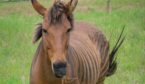 Is the Zorse a Real Animal? - WorldAtlas