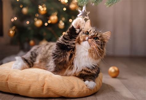 8 of the Best Christmas Cats and Holiday Felines | Mad Paws Blog