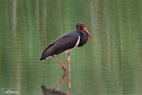 Black Stork Photos, Black Stork Images, Nature Wildlife Pictures | NaturePhoto