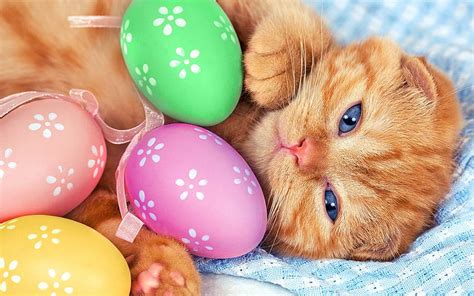 Easter Background, Easter Cat HD wallpaper | Pxfuel