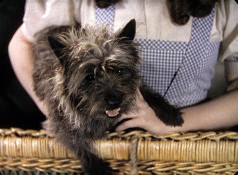 Toto The Dog In The Wizard Of Oz, 56% OFF