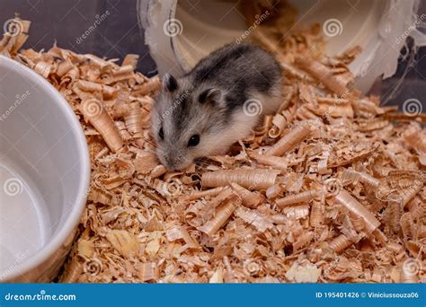 Campbell`s dwarf hamster stock photo. Image of dwarf - 195401426