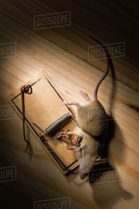 Mouse Caught In Spring Mouse Trap - Stock Photo - Dissolve