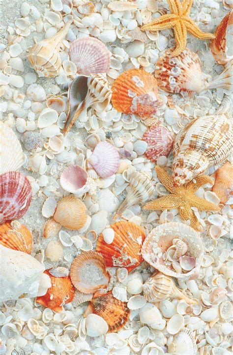 Pink Seashell Wallpapers - Top Free Pink Seashell Backgrounds ...