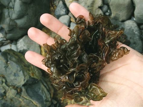 Red seaweed: Promising, sustainable feed additive combats ISA virus ...