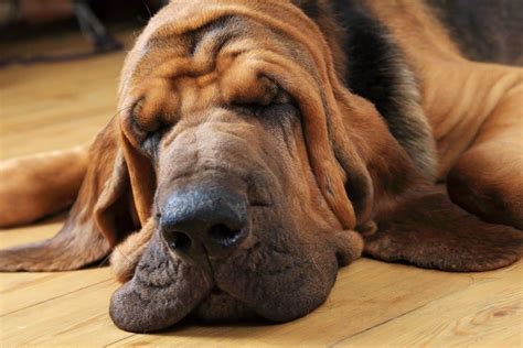 Bloodhound Colors: Rarest to Most Common - A-Z Animals