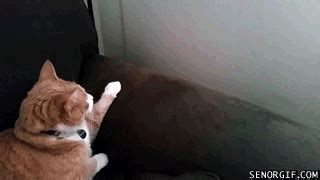 Cats GIF by Cheezburger - Find & Share on GIPHY