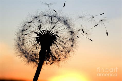 Dandelion Seeds Blowing Photography