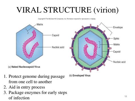 PPT - An Introduction to Viruses PowerPoint Presentation, free download - ID:2274891