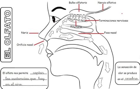 Esquema del olfato ¡Fotos & Guía 2024!