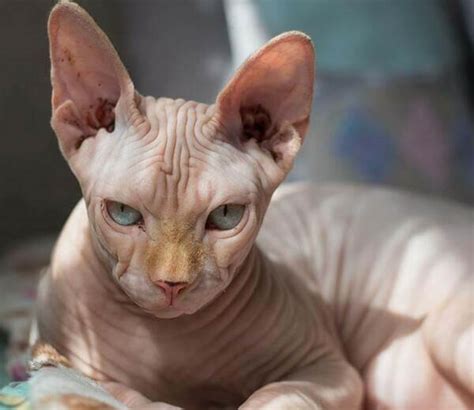 Mèo Sphynx - Mèo Ai Cập không lông giá cao ngất ngưởng