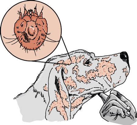 Sarcoptic Mange in Dogs: What It Is, and How to Treat It | The Dog People by Rover.com