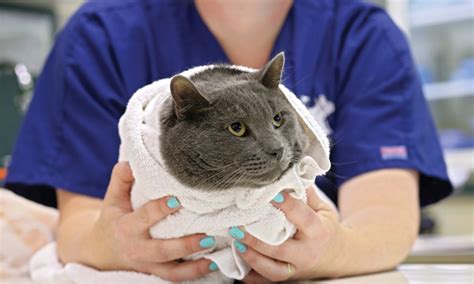 Techniques for Towel Restraint of Cats