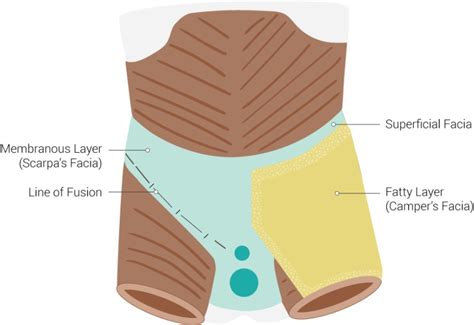 [Figure, Fascial Layers. Fascial layers illustration...] - StatPearls - NCBI Bookshelf