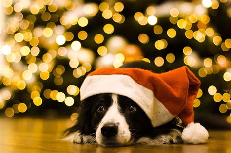 Christmas Of Dogs Wallpapers - Wallpaper Cave