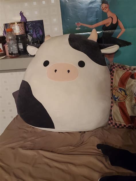 Found this 24inch Connor at the grocery store! : r/squishmallow