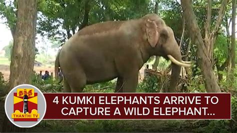 4 Kumki Elephants arrive to Capture a Wild Elephant - Thanthi TV - YouTube