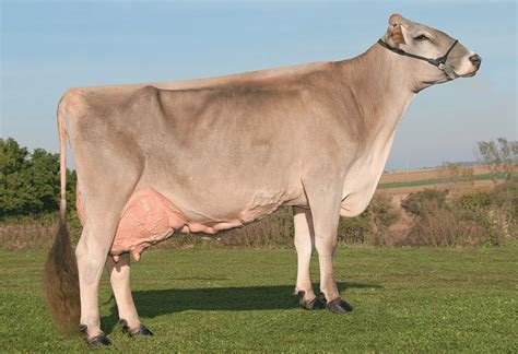 Brown Swiss Cattle Info, Size, Lifespan, Uses, and Pictures