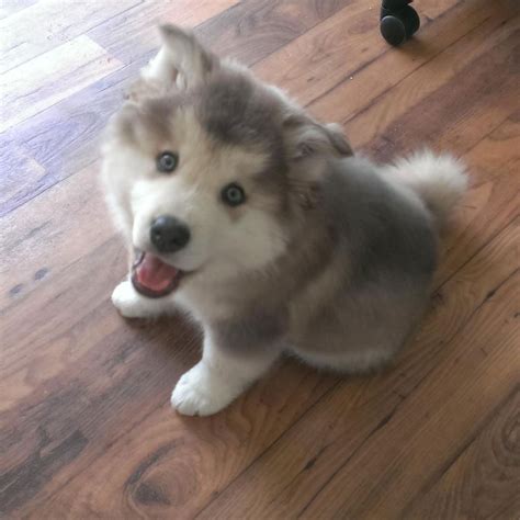 Siberian Husky X Alaskan Malamute Puppies - Pets Lovers