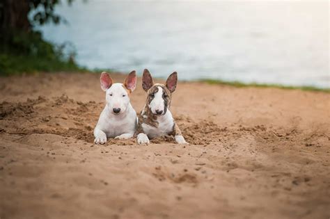 5 Bull Terrier Colors You Need To Know About