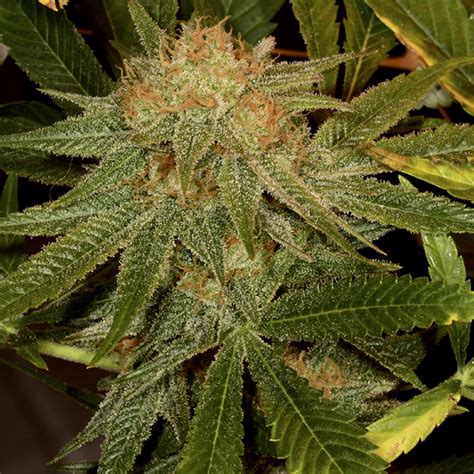 Buy Harlequin (CBD) Marijuana Seeds Online | Elev8 Seeds