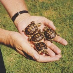 Bo and Bella, Our Endangered California Desert Tortoises | HubPages