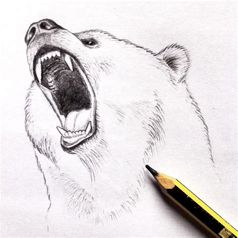 Roaring Bear Drawing at PaintingValley.com | Explore collection of ...