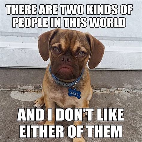 The 10 Best Memes of 'Grumpy Dog'