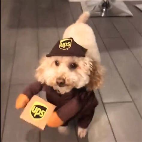 UPS Driver Dog Costume | ubicaciondepersonas.cdmx.gob.mx