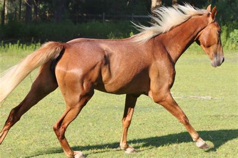 A Look at Some of the Most Common Red Horse Breeds - Helpful Horse Hints