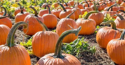 Pumpkin Patch Near Me (With Free Locator for Your Area) - Free Printables HQ