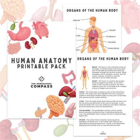 Free Human Anatomy Printable Pack - Homeschool Compass