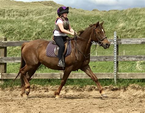 Horse Riding Lessons - Learn to ride | Donegal Equestrian Centre