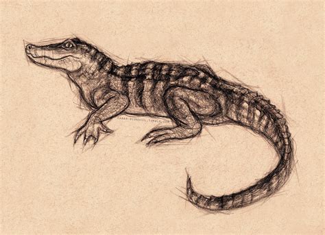 Alligator sketch | Crocodile tattoo, Sketches, Tattoo designs