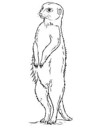 Free Printable Meerkat Coloring Pages, Meerkat Coloring Pictures for Preschoolers, Kids ...