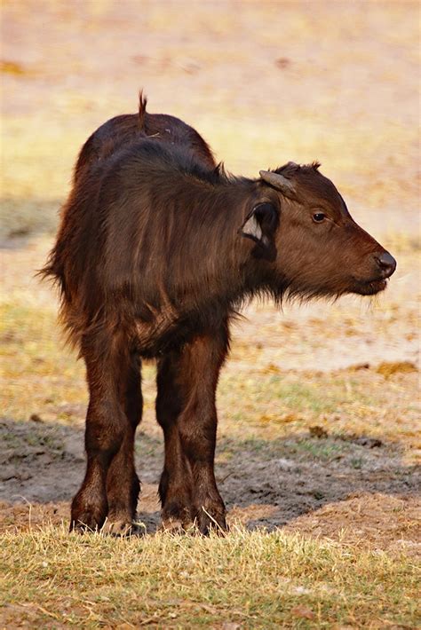 African buffalo calf in Hwange NP in Zimbabwe | inyathi | Flickr